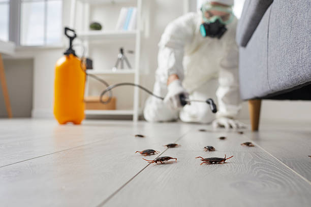 Post-Treatment Bed Bug Interceptor Monitoring in Irondale